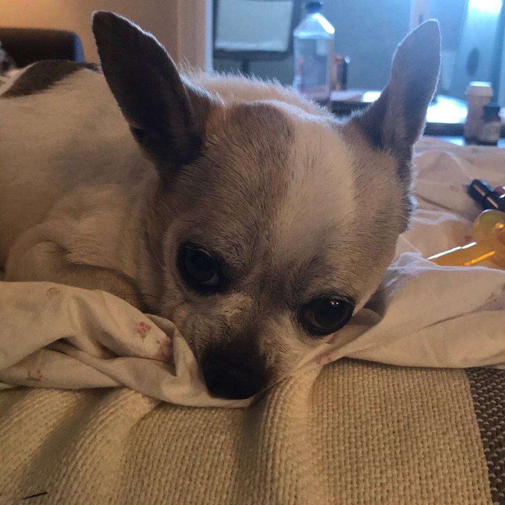 Meet your Posher, Amy